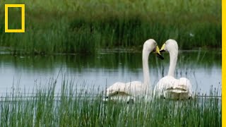 Les cygnes cest pour la vie [upl. by Feingold]