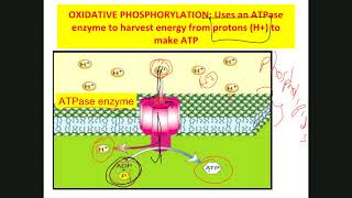 BIOL 2420Chapter6Metabolism [upl. by Susejedesoj]