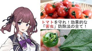 トマトを守れ！効果的な「害虫」防除法の全て！ [upl. by Longerich]