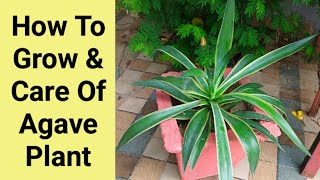 How To Grow And Care Of Agave Plant [upl. by Grefer]