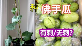 佛手瓜催芽方法，佛手瓜什么时候育苗？简单又轻松的方法！ [upl. by Essilrahc]