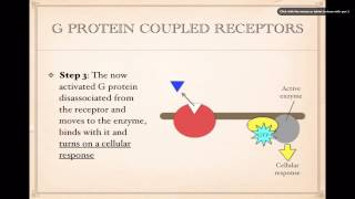 Cell SignalingG Protein Coupled Receptors [upl. by Caines724]