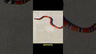 Colorful Killers Arizona Coral Snakes🐍 [upl. by Farlee958]