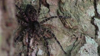 Wonderful World of Fishing Spiders  Episode 1 [upl. by Cart]