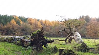 Delamere forest during autumn 🍂 [upl. by Ahsieyn]