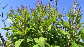 How to grow CELOSIA plant coxcomb flower plant organicterracegardening [upl. by Waite254]