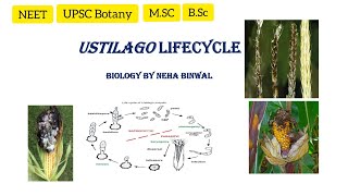 Ustilago lifecycle l Ustilago l Smut fungi l MSc l BSc l UPSC Botany l NEET Biology By Neha Binwal [upl. by Oeramed]