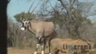 South African Bow Hunting  Limcroma Safaris [upl. by Leirua69]