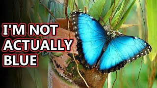 Morpho facts a not so blue butterfly  Animal Fact Files [upl. by Annawt]