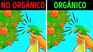 Comida orgánica es saludable o un gran mito [upl. by Bouchard]