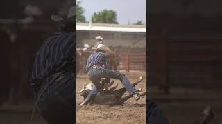 Tie Down Roping in Longmont Colorado rodeo rodeolife tiedownroping cowboys oy [upl. by Nathanil]