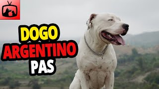 🐕 Dogo Argentino Pas – Sve O Dogo Argentino Pasmini Pasa [upl. by Erma]