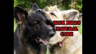 Tick Bites Natural Treatment Ledum Palustre For My Dogs [upl. by Avitzur]