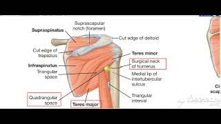 Shoulder intermuscular spaces [upl. by Notniv]