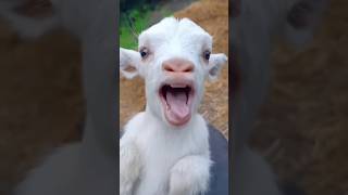 Baby goat mommy goat daddy goat goat babygoats funny animalsouds [upl. by Angelina]