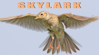 Bird sounds  Skylark chirping [upl. by Watkin536]