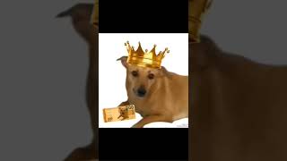 meme cachorro caramelo música [upl. by Ricardo]