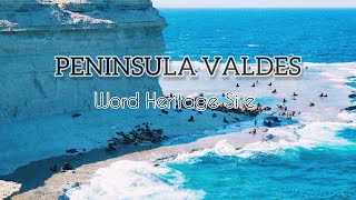 Discovering Península Valdés A UNESCO Treasure of Marine Wonders [upl. by Yesnyl]