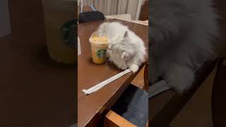 スタバ飲む猫スタバおしゃれカフェ変なハッシュタグペルシャチンチラ猫ねこ 猫のいる暮らし 癒し いやしcat ふわふわ [upl. by Clayborn]