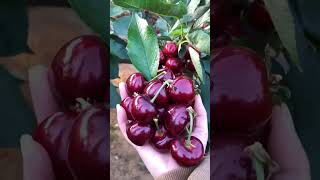 HighYield Cherry Tree Seeds seedscherry [upl. by Sheeran]