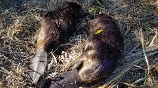 Fall Beaver Trapping 2018 [upl. by Mik]