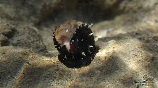 Cypraea subviridis  Blotched Green Cowrie black mantle form [upl. by Drye152]