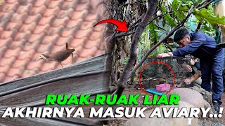 AKHIRNYAAA RUAK2 LIAR YG BERKELIARAN DI LUAR AVIARY MASUK KE DALAM AVIARY [upl. by Sela]