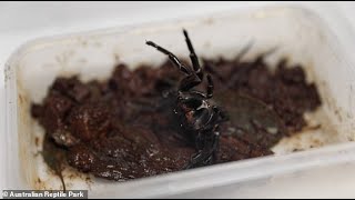 The spider that can bite through a human fingernail Even Australian experts were shocked by three [upl. by Yalonda]