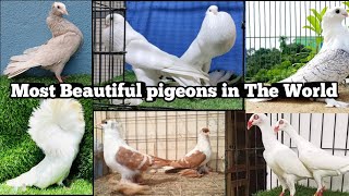 Most Beautiful pigeons in the world 2024 [upl. by Jorry]