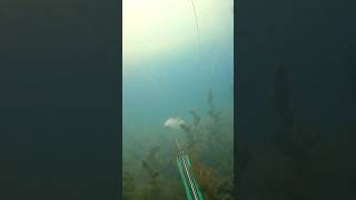 spearfishing large tilapia underground dive🐊 [upl. by Esmerolda698]