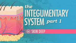 The Integumentary System Part 1  Skin Deep Crash Course Anatomy amp Physiology 6 [upl. by Aimat]