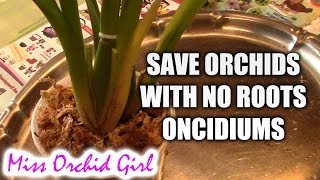 How to save an Oncidium orchid without or with very few roots [upl. by Hertzog736]