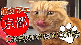 京都 町家猫カフェでスペシャルティコーヒー。Cat Apartment Coffee CATS CAFE in Kyoto Japan [upl. by Inalawi]