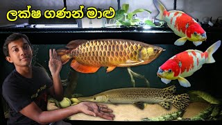 ලක්ෂගණන් වටින කෝයි මාළු සහ ඇරවානා   Japanese Koi amp RTG Arowana Aquarium tour 4 [upl. by Appleby]