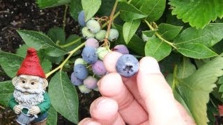 When and How to Harvest Blueberries [upl. by Honoria]