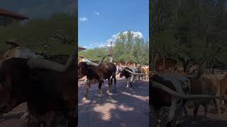 Fort Worth Stockyards Cattle Drive 🐂 [upl. by Landri]