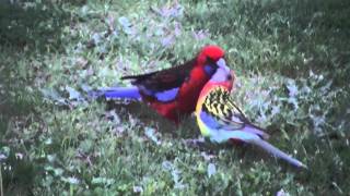 eastern rosella with crimson rosella [upl. by Reich]