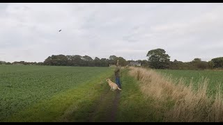 Gundog training seen and marked retrieves [upl. by Arola]