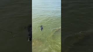 Melanistic Alligator Gar  Bolivar Peninsula Galveston [upl. by Aynekat]