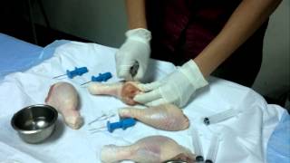 Intraosseous Needle Insertion  MTLS [upl. by Rachelle308]