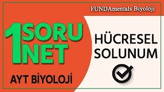 AYT Biyoloji Hücresel Solunum Fermantasyon 1 Soru 1 Net [upl. by Sessylu83]