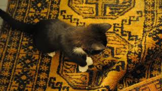 Kitten thinks there may be a mouse under this carpet   Feline Carousel [upl. by Yreffoeg]