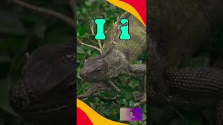 Word of the Day Iguana alphabet wordoftheday shortsforkids [upl. by Emawk]