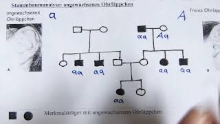 Stammbaumanalyse [upl. by Christmann997]