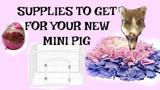 Things you need before you get your pet mini pig and pig pen tour [upl. by Eriha505]