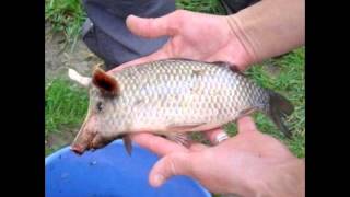 Pigfish on China [upl. by Spence]