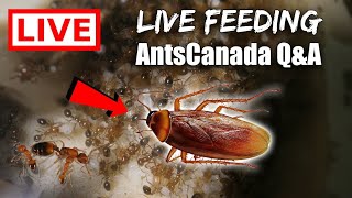 LIVE STREAM  QampA LIVE Feeding My Fire Ants ROACHES for YOU [upl. by Basilio310]