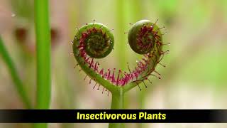 Heterotrophic Plants  Saprophytic  Parasitic  Insectivorous plants [upl. by Onilecram857]