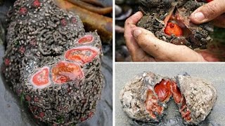 Pyura Chilensis Sea Creature Looks Like quotGrey Stonequot But Inside A Delicacy in Chile [upl. by Clea586]