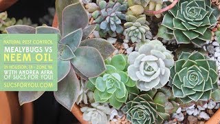 Mealybugs vs Neem Oil Natural Pest Control for Succulents [upl. by Sueahccaz]